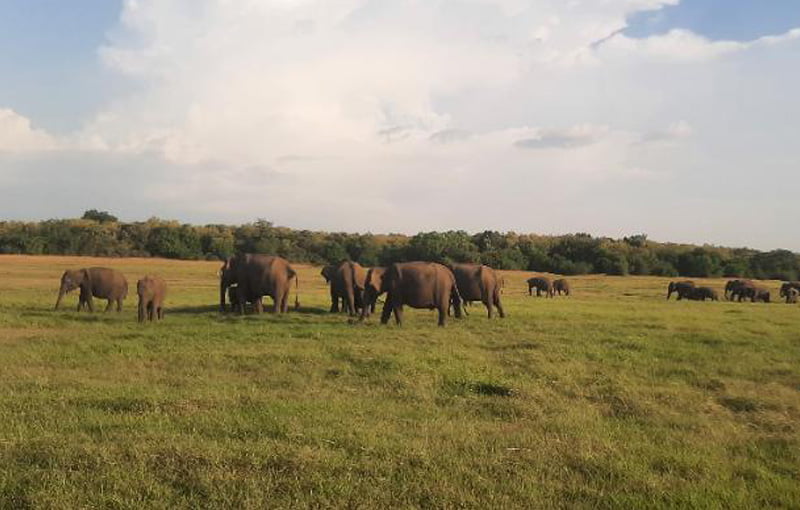 Pinnawella Elephants